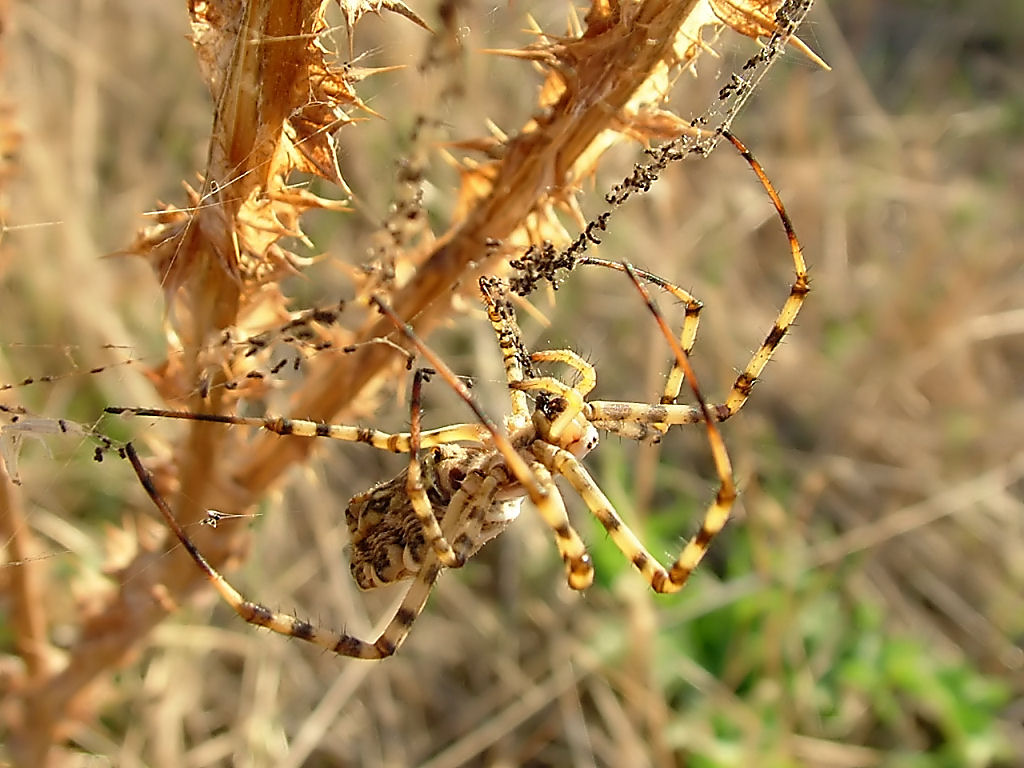 ... ammazza... quant'' grande... (Argiope lobata)